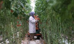 Türkiye’nin Jeotermal Sera Alanı Yüzde 1500 Büyüyebilir