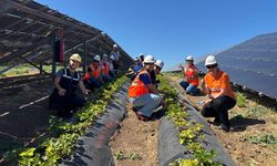 Agrivoltaik Tarım Uygulamaları ile 5 Ton Hasat Yapıldı