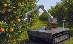 Narenciye Hasadını Sezgilerle Değil, Yapay Zekâ ile Yönetmenin Zamanı: MIS-AGRO®