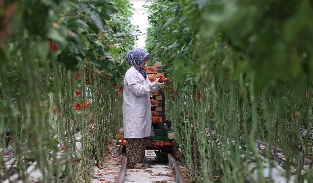 Türkiye’nin Jeotermal Sera Alanı Yüzde 1500 Büyüyebilir