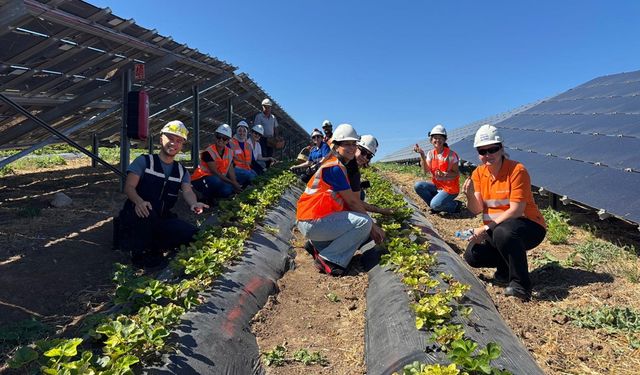 Agrivoltaik Tarım Uygulamaları ile 5 Ton Hasat Yapıldı